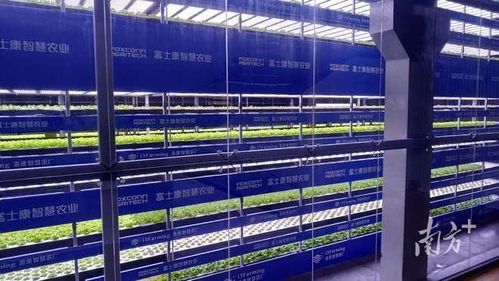 這屆年輕人，在種一種很新的“數字地”——走馬觀粵看新農人如何玩轉智慧農業
